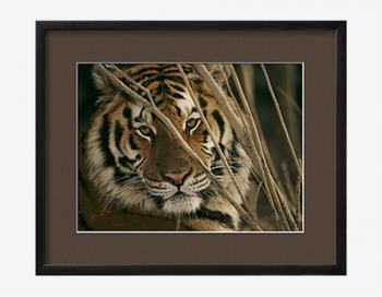 Tiger (National Geographic Society (U.S.))